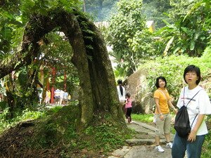 150 years old durian tree in one thousand two hundred steps temple penang