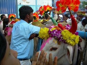 Decorated cows for Thaipusam Penang