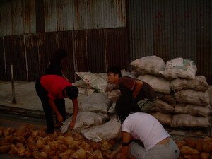 Getting ready coconuts for breaking Thaipusam Penang