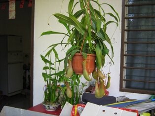 Pitcher Plant, chu long yap sui in Cantonese means water pouring into the pig's cage