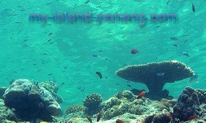 Marine Corals in Sipadan Sabah Malaysia