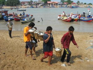 Kampong boys carrying fish to fish auction in Kuala Muda Kedah