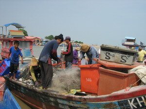 Fishing crew picking fish from the net in Kuala Muda Kedah