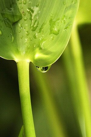 Dew or Water Drops