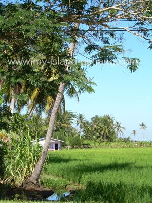 Lush Green Padi Fields of Malaysia