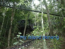 Penang National Park Canopy Walk