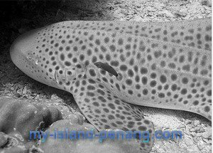 Leopard Shark can be seen when diving in Payar