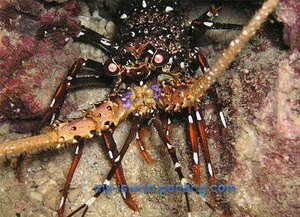 Lobster can be seen when diving in Payar