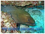 Moray eel diving in Payar