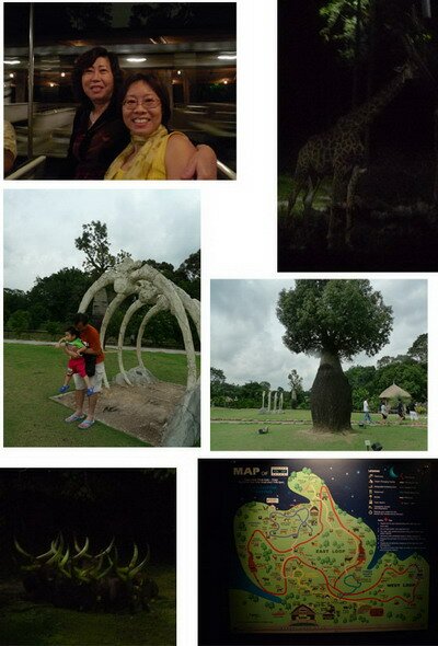 Exploring Nite Safari Singapore