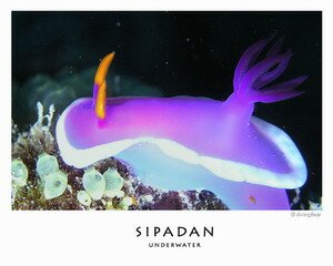 Colorful sea creature of Sipadan