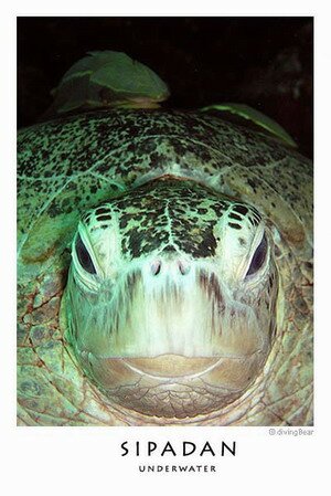 Sipadan Sea Turtle