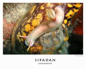 Sipadan Sea Slug