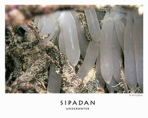 Eggs of sea creatures in Sipadan
