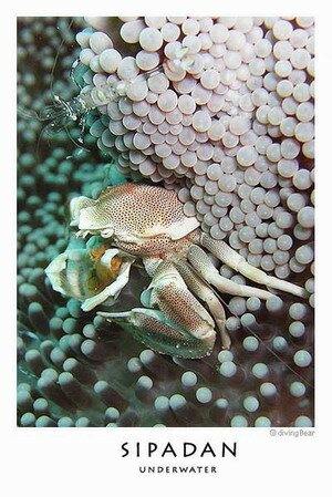 Sipadan crab laying eggs