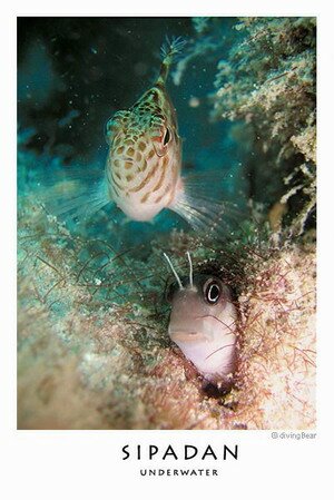 Sipadan shy exotic fishes