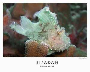 Sipadan exotic sea creature