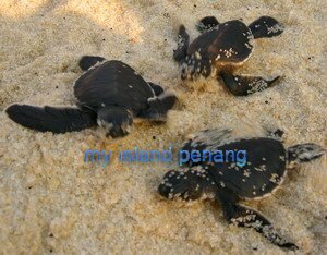 Teluk Bahang Turtle Santuary